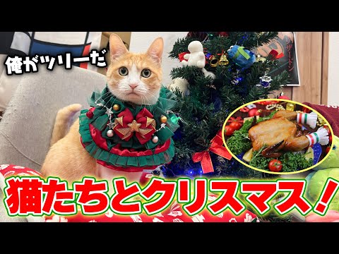 【🐈＜配信】猫たちと一緒にクリスマスを迎えよう！チキンを丸ごと焼いて食べよう生放送！！ サムネイル