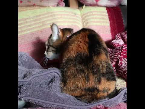 もみもみ三毛子　260524　 cat 三毛猫 kitty　 cute　 ネコ　 kitten　 ふみふみ　 ねこ