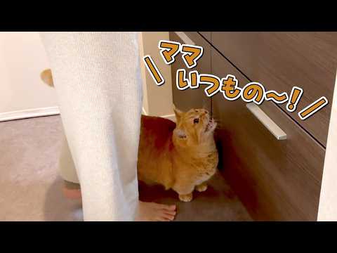 毎朝必ず行うルーティンを求めてくる愛猫が可愛すぎました！ サムネイル