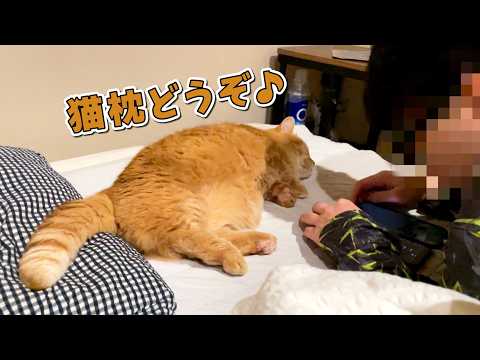 寝る直前のパパに甘えてたら枕にされちゃった猫の反応が可愛すぎる！ サムネイル
