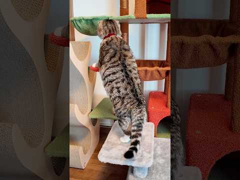 キノコタワーを設置したらシャーから猫っぽい動きを生み出したりっちゃんが撮れました🤣🤣🤣 猫 サムネイル