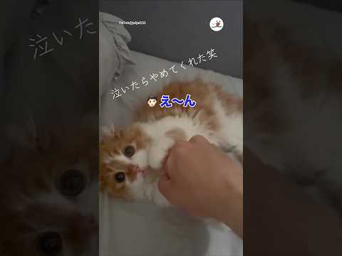 泣いたらやめてくれた笑｜PECO サムネイル