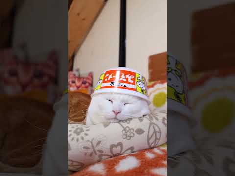 サッポロ一番　みそラーメンどんぶり　260205　のせ猫　 cat ねこ 猫のいる暮らし　 cute　 ネコ　 猫のい… サムネイル