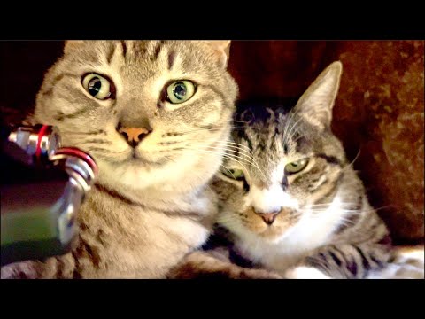 99%が5分で眠くなる😴 猫のゴロゴロ×Water Wood ASMR サムネイル