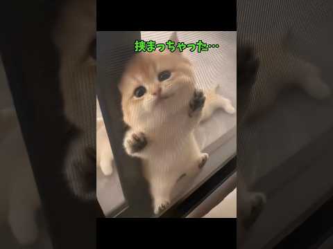 ゲキカワ猫…♥🔥 サムネイル