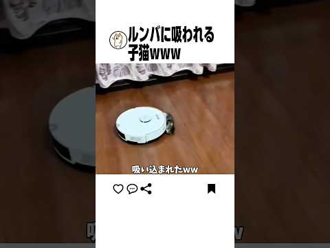 赤ちゃんペット飼ってる人気をつけてwww サムネイル
