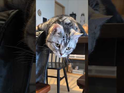 アメショーのラッテ アメショ アメリカンショートヘア 猫のいる暮らし cat 猫 サムネイル
