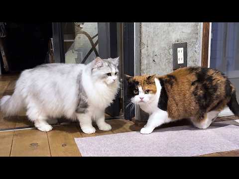 生まれて初めてママ猫と一緒に過ごした子猫の行動が可愛すぎる！ サムネイル