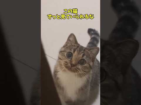ずっとみてられるんだが!🐈️