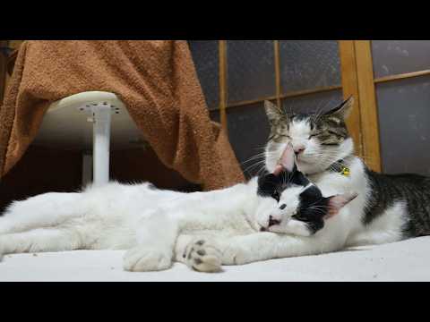 さばじろう腕枕のチビ　260316 サムネイル