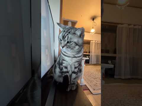 アメショーのラッテ アメショ アメリカンショートヘア 猫と暮らす家猫との暮らし猫 サムネイル