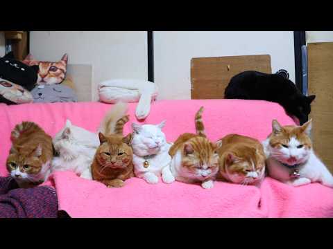 7匹の茶白猫たち　260509 サムネイル
