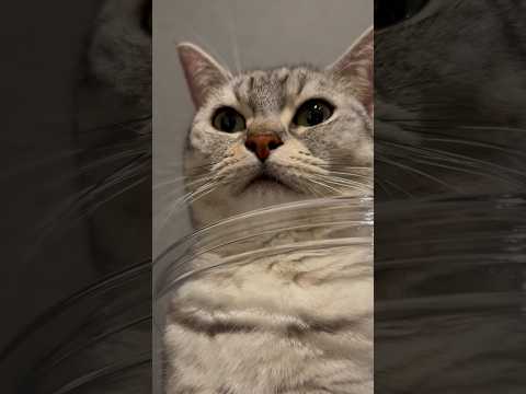 猫がいる暮らしが幸せすぎる...笑 cat vlog サムネイル