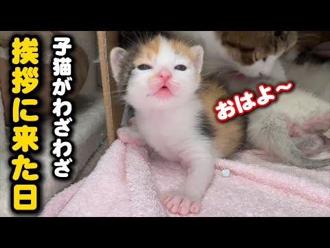 子猫がママ猫を押し退けて挨拶に来てくれました サムネイル