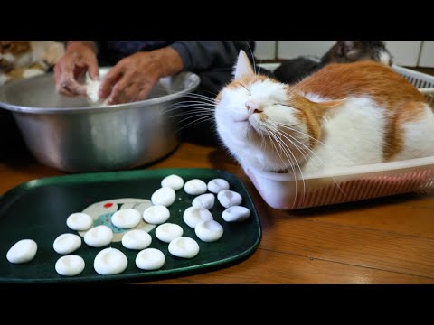 猫たちとへっちょこ団子作り　260116 サムネイル
