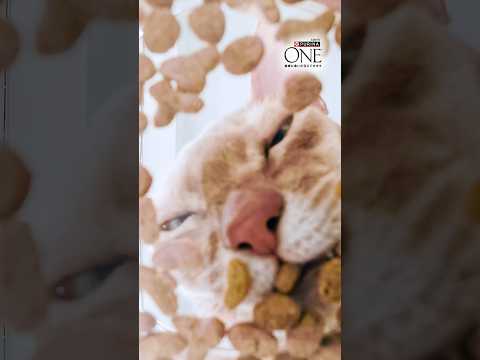 😺猫ちゃんに「たんぱく質」が絶対必要なワケ。驚きの41%配合！