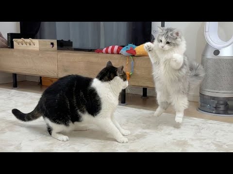 ママが寝ている間に久しぶりに家に帰ってこれた猫たちの喜びが爆発して大変なことに…汗 サムネイル