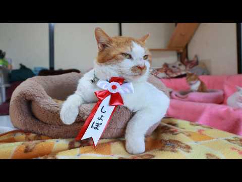 名前はしょぼです　260427