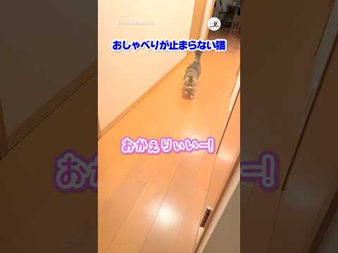 主さん帰宅時の猫｜PECO サムネイル