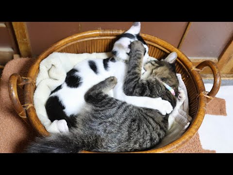 かごでじゃれ合うチビクロ　251219