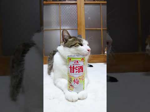 甘酒＜梅＞　260908　 cat のせ猫　cute　 ねこ　 猫のいる暮らし　 甘酒＜梅＞