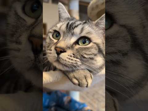 アメショーのラッテ アメショ アメリカンショートヘア ＃猫との暮らし猫と暮らす家猫