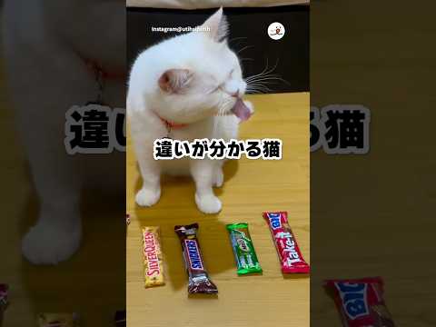 違いがわかる猫｜PECO