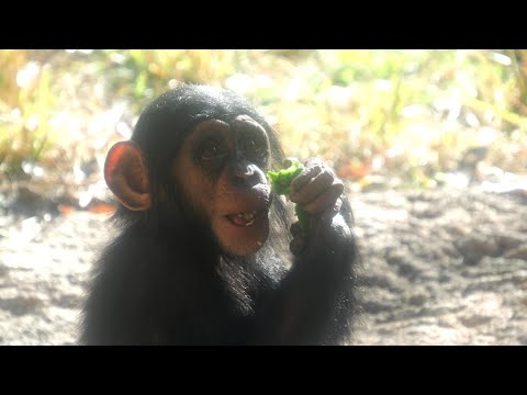 シジミのおやつの時間　多摩動物公園　チンパンジー　202511