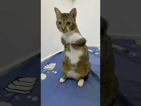 話題の中国料理「ji gong bao」の真実とは？