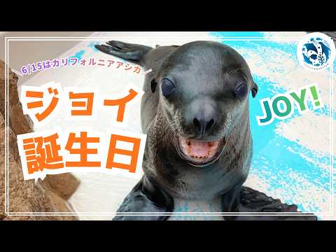 【誕生日】カリフォルニアアシカ「ジョイ」1歳の誕生日【サンシャイン水族館】 サムネイル