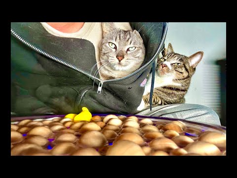 Deep Relax ASMR｜Cat Purring & Wooden Balls【live】 サムネイル