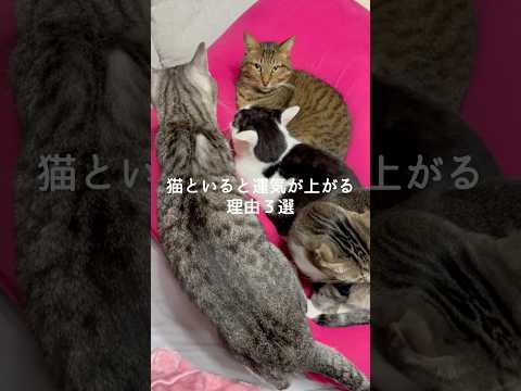 猫といると運気が上がる理由3選 猫 ねこ 猫のいる暮らし 保護猫 猫好きさんと繋がりたい 雑学 豆知識 VOICEVO… サムネイル