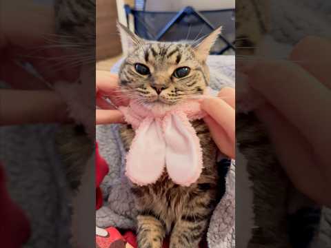 ぷりぷりうさ耳プリンセスが可愛すぎて発狂パパ...!! cat 猫 サムネイル