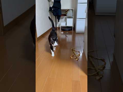 えっもう飽きたん