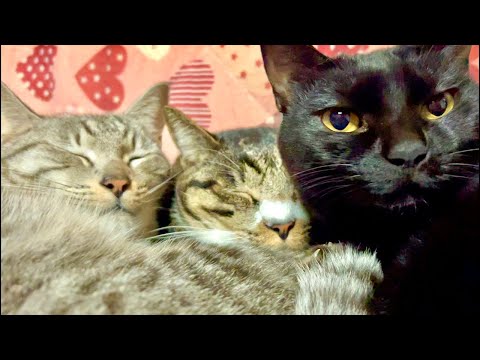 99%が5分で眠くなる😴 猫のゴロゴロ×Water Wood ASMR サムネイル