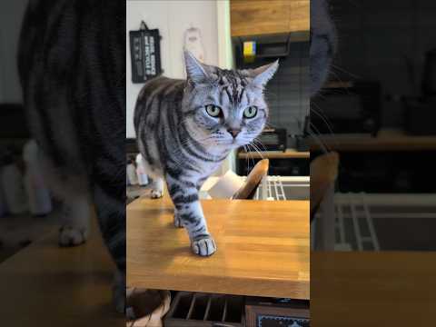 アメショーのラッテ アメショ アメリカンショートヘア 猫と暮らす家＃猫との暮らし猫 サムネイル