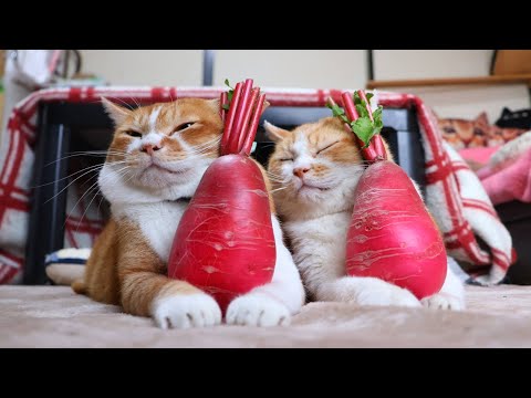 赤大根　のせ猫　251221