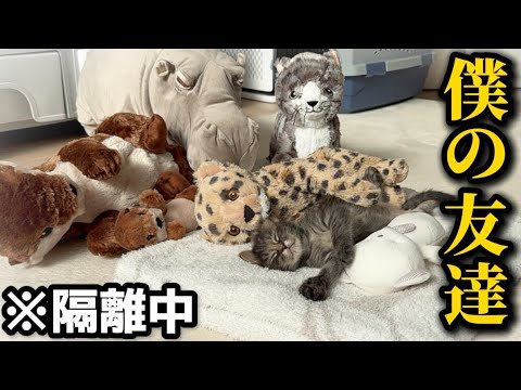 ぬいぐるみを本当の仲間だと思ってる子猫が可愛すぎて困ってます サムネイル
