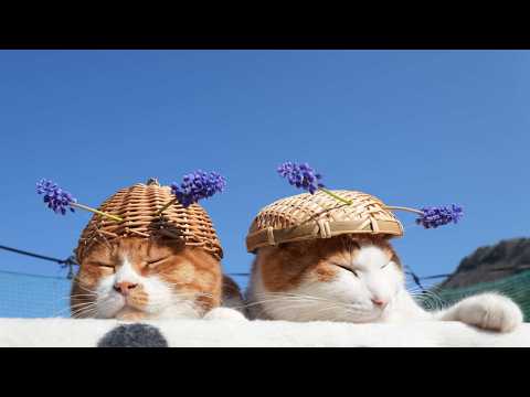 むすかり帽子　のせ猫　2026　260508