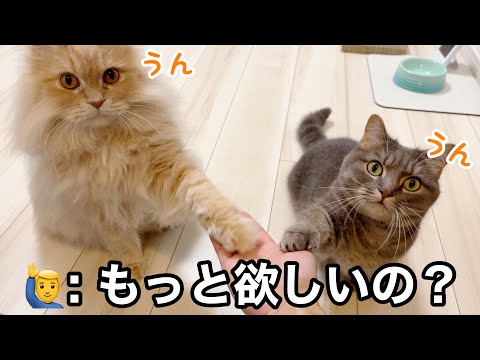 おやつのために本気を出した猫たちが、まさかのシンクロ技を… サムネイル