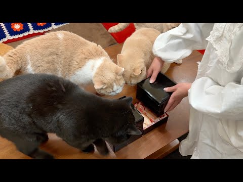 おせちに殺到する猫たちの圧がヤバい サムネイル