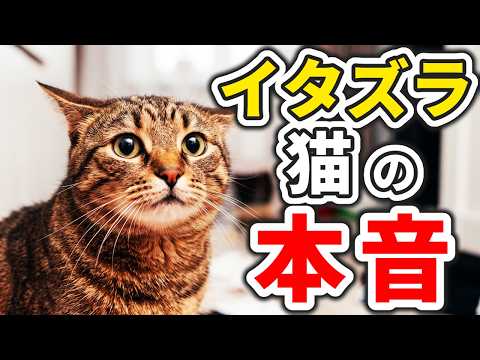 【猫の心理】イタズラがバレた猫の気持ちと白々しい誤魔化しの正体!!
