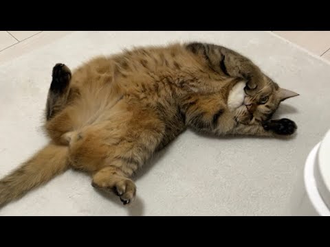 またたびボールで遊んだら酔っ払い状態になってしまった猫がこちらです。