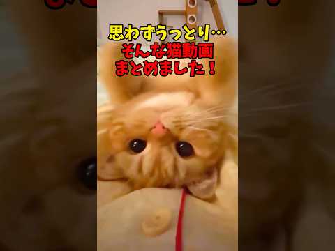 思わずうっとり😍 猫 cat cats cute サムネイル