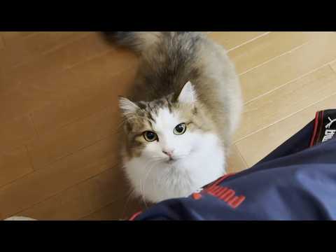毛玉を解してくれるお父さんに顔を舐めて恩返しする律儀なモフモフ猫 サムネイル