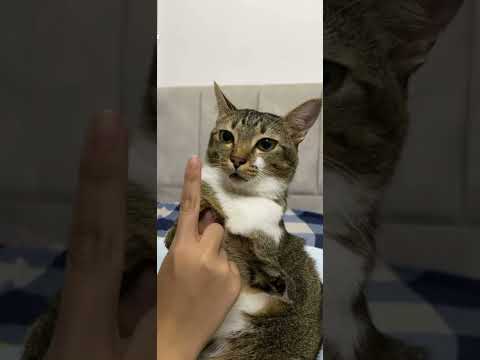 🎸 サムネイル