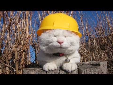 かご猫LIVE配信　2026年5月9日 サムネイル