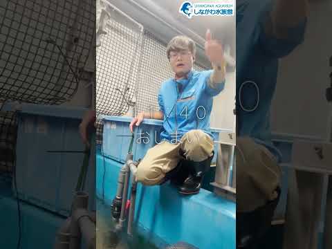 水族館飼育員のゆるゆるVlog⑨＠しながわ水族館【魚類】 サムネイル