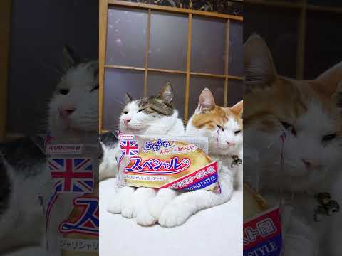 スペシャル　イギリストースト風　260409　のせ猫　 cat　 cute　 ネコ　 猫のいる暮らし　 ねこ　 cut… サムネイル