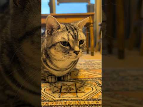 アメショーのラッテ アメショ アメリカンショートヘア 猫と暮らす家＃猫との暮らし猫 サムネイル